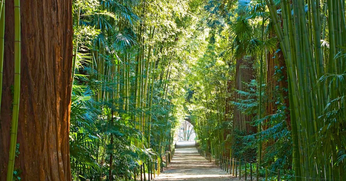 Allée de bambous à la Bambouseraie d'Anduze, un jardin exotique unique en France.