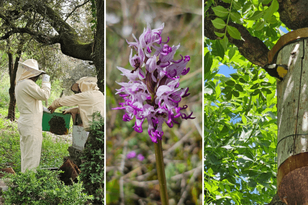 Actions écologiques au camping de la Devèze : apiculteurs avec une ruche, une fleur sauvage locale, et un nichoir pour oiseaux installé dans les arbres.