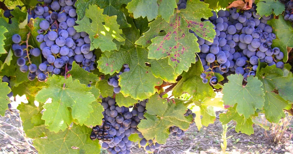 Vins de l'hérault - Grappes de raisins mûrs dans un vignoble de l'Hérault, symbolisant la richesse viticole de la région.