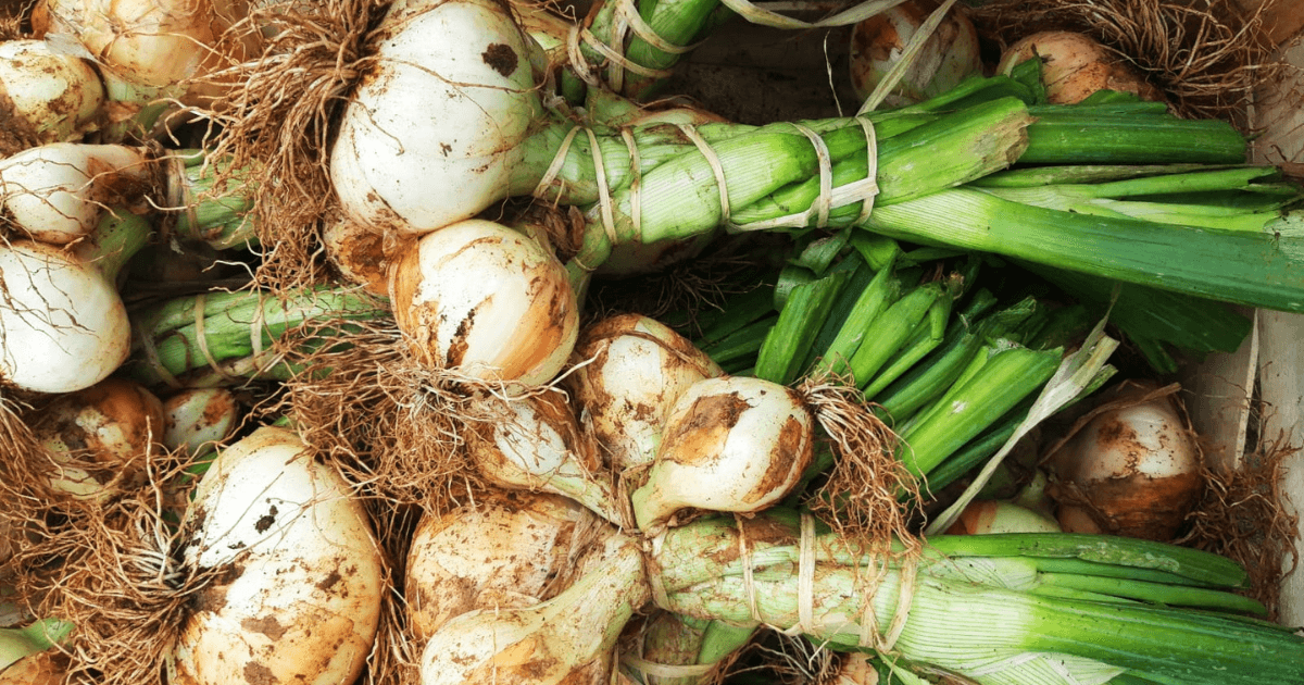oignon doux des cévennes