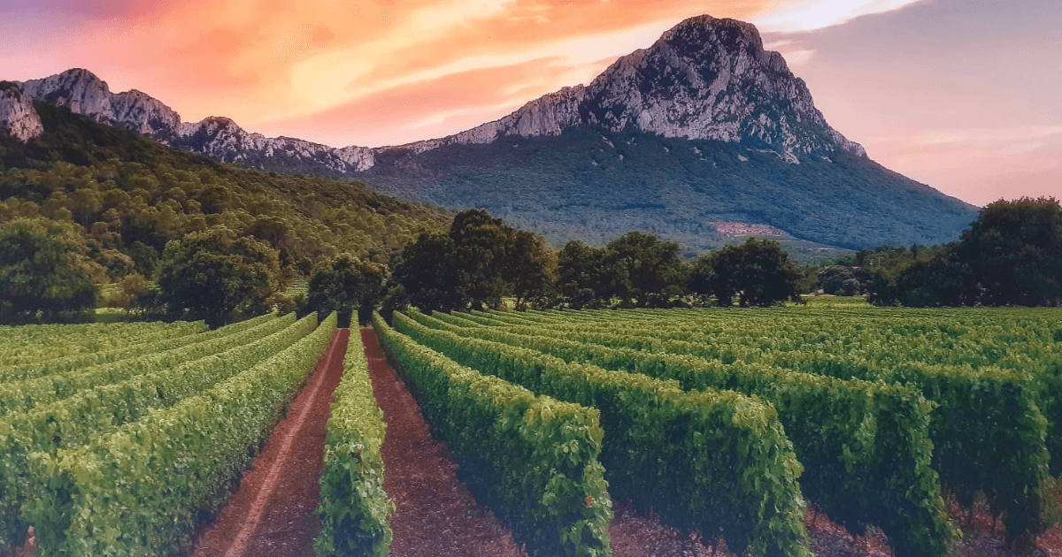 Vue panoramique sur les vignes au pied du Pic Saint-Loup au coucher du soleil, emblème naturel proche de l’aire de camping de la Devèze.
